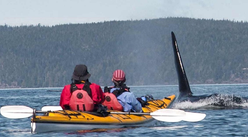 Kayak with Whales