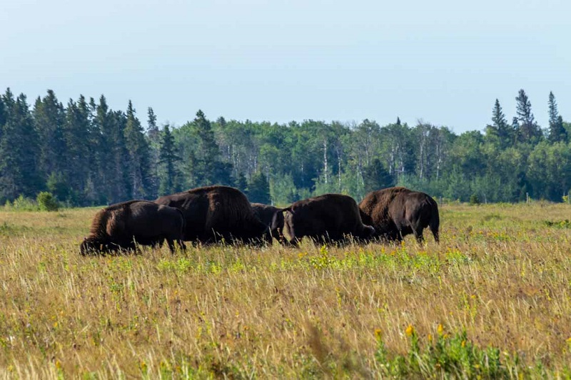 Riding Mountain in Manitoba