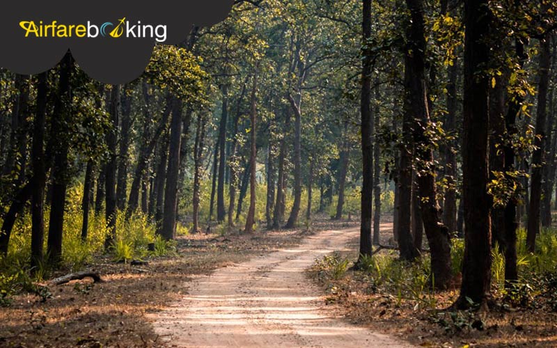 Bandhavgarh-National-Park,-Madhya-Pradesh